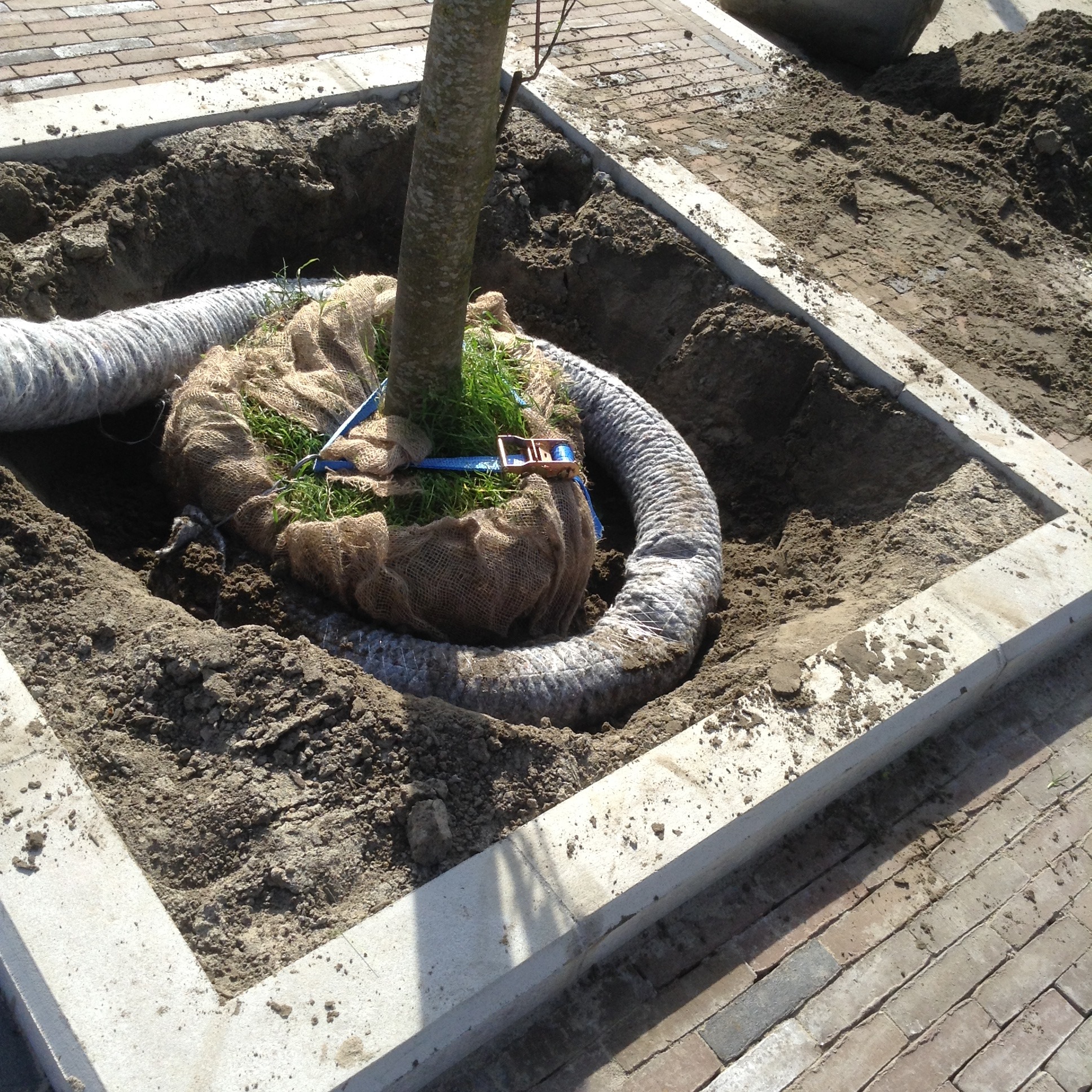 Bomen kluitverankering drainage